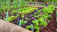 Hochbeet mit frischem Austrieb - Salate