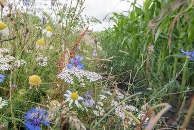 Artenreicher Blühstreifen neben einem Maisfeld in der Nähe von Bad Zwischenahn-Rostrup (Kreis Ammerland).