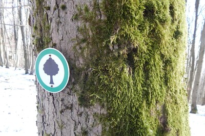 Auch Moose können unter Naturschutz stehen: Grünes Besenmoos - © Stefanie Weigelmeier Auch Moose können unter Naturschutz stehen: Grünes Besenmoos