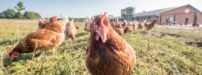 Legehennen-Hof von Marita und Jens Wemken in Wiefelstede (Kreis Ammerland).