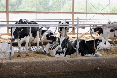 Rinder im Boxenlaufstall