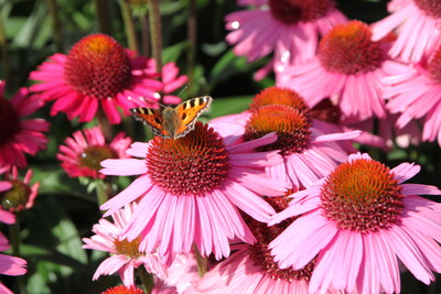 Ein Schmetterling sitzt auf einer rosa Bl&uuml;te, umgeben von weiteren &auml;hnlichen Bl&uuml;ten und einer Biene.