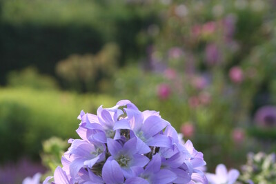 Campanula