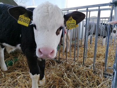 Kalb - © Henrike Jansen Kalb