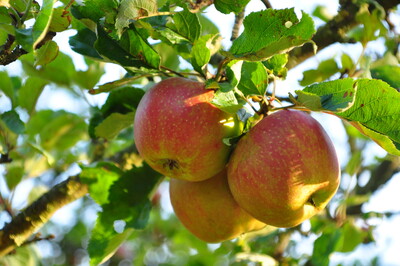 Apfel - © Anke Kreis Apfel