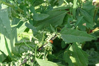 Blattläuse und Marienkäfer
