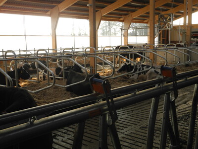 Blick in den neuen Boxenlaufstall - © Dr. Hans-Gerd Brunken Blick in den neuen Boxenlaufstall