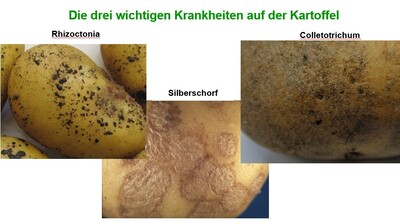 Die 3 wichtigsten Krankheiten auf der Kartoffel - © Jürgen Pickny Die 3 wichtigsten Krankheiten auf der Kartoffel