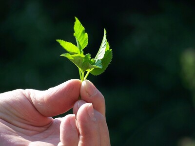 Gierschblätter - © Christiane Rehkamp - © Christiane Rehkamp Gierschblätter