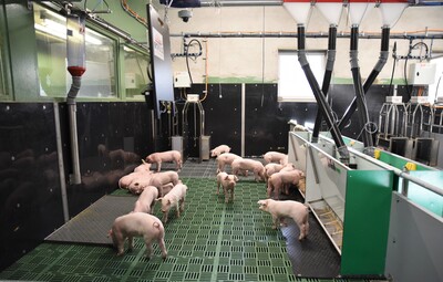 Erstmals hat die Landwirtschaftskammer Ferkel in die neue DigiSchwein-Ferkelaufzucht eingestallt.