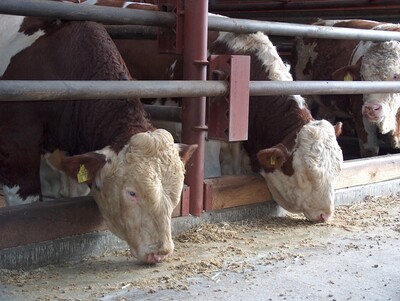 Höchste Zeit für die nächste Fütterung! Diese Reste reichen für hohe Tageszunahmen nicht mehr aus. - © Dr. Georg Teepker Höchste Zeit für die nächste Fütterung! Diese Reste reichen für hohe Tageszunahmen nicht mehr aus.