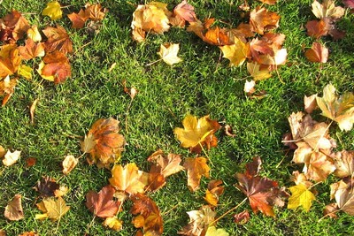 Rasenpflege im Herbst