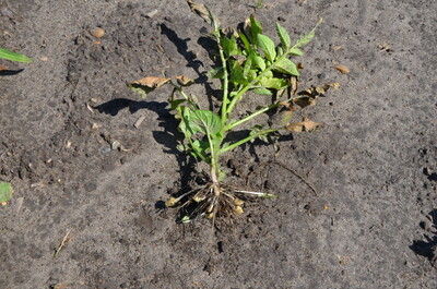 Knollenbildung kleiner Kartoffeldurchwuchspflanze