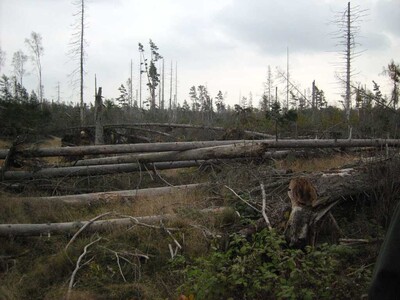Sturmsch&auml;den im Wald