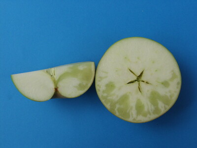 Abbildung 4: Starke Glasigkeit - Ausfall. - © Melanie Seehausen Abbildung 4: Starke Glasigkeit - Ausfall.