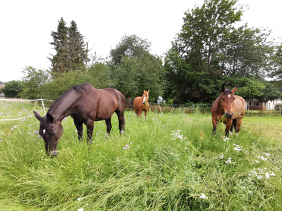 Pferde auf Weide - © Alexandra Menn Pferde auf Weide