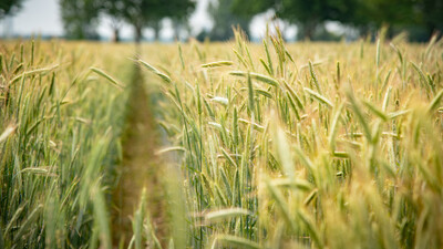 Feldtag zum Thema Landwirtschaft und Wasserschutz am 17.06.2026 in Schw&uuml;blingsen (Uetze/Region Hannover).