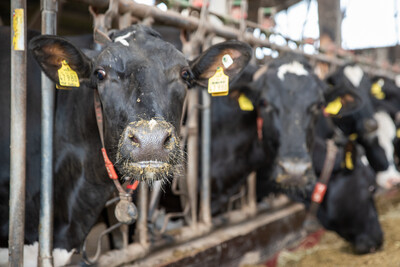 Tierbeurteilungswettbewerb 16-06-2026 auf dem Hof M&uuml;ller in Aurich-Rahe