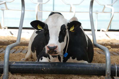 Milchkuh im neuen Boxenlaufstall des LBZ Echem