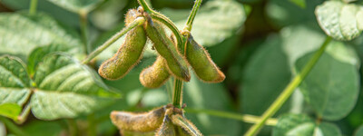 LeguNet-Soja-Feldtag der Landwirtschaftskammer Niedersachsen in Blender (Kreis Verden).