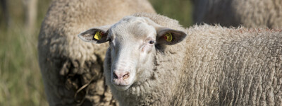 - © Andreas Tamme Leineschaf