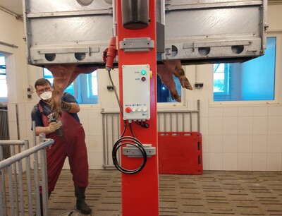Klauenpflege beim Schwein - © Monika Kiehn Person in roter Arbeitskleidung hält das Bein eines Schweins, das in einem Hebeapparat hängt, in einem Stall.
