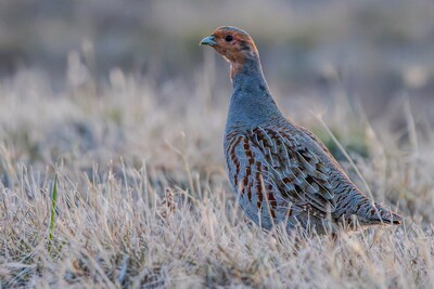 Rebhuhn am Rand einer landwirtschaftlichen Nutzfl&auml;che. Das Rebhuhn ist Vogel des Jahres 2026 und steht im Mittelpunkt eines im Zuge des Nieders&auml;chsischen Weges initiierten Schutz-Projekts.