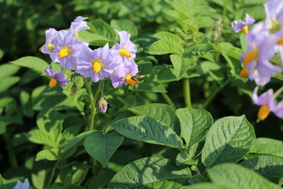 Schwebfliege vor Kartoffelbl&uuml;te