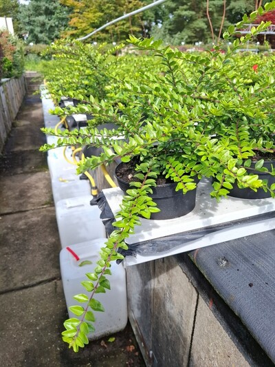 Lonicera im Versuch zur Nährstoffverlagerung im Substrat - © Maren Hantelmann Lonicera im Versuch zur Nährstoffverlagerung im Substrat