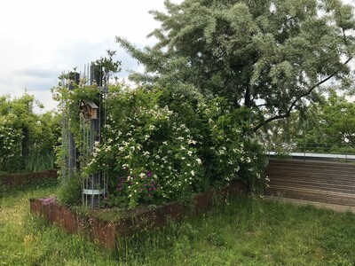 &Uuml;ppiges begr&uuml;ntes Dach &ndash; mehr Biodiversit&auml;t geht nicht