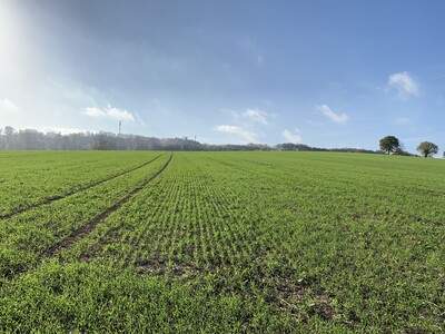 Weizenbestand - © Andreas Klaphecke Weizenbestand