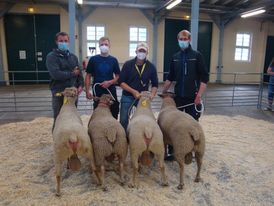 Dorstmann aus Moormerland (re) mit dem Ia Lammbock der Rasse Charollais auf den Schaftagen Nord West in Cloppenburg. F&uuml;r den z&uuml;chterischen Erfolg gab es eine Ehrenurkunde der LWK