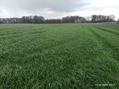 Ackergrasbestand - © Gerd Lange Ackergrasbestand