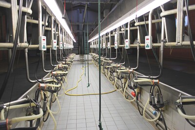 Blick in den Melkstand