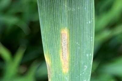 Septoria