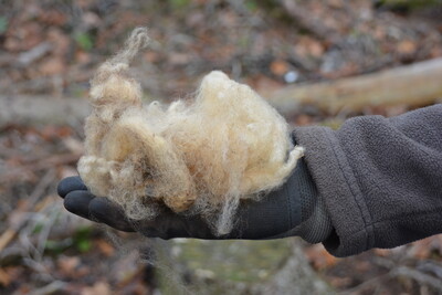Rohwolle im Wald - © Carl Hesebeck Rohwolle im Wald