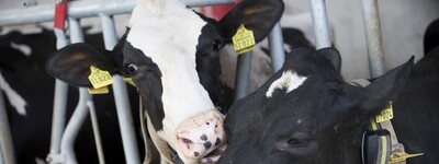 - © Andreas Tamme Freundinnen