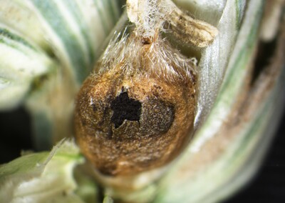 Steinbrandbutte mit dunkler Sporenmasse - © Dr. Hendrik Hanekamp Steinbrandbutte mit dunkler Sporenmasse