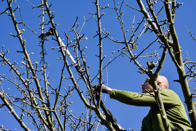 Obstbaumschnitt - © Andreas Teichler Person in grüner Kleidung schneidet Äste eines kahlen Baumes mit einer Astschere bei blauem Himmel.