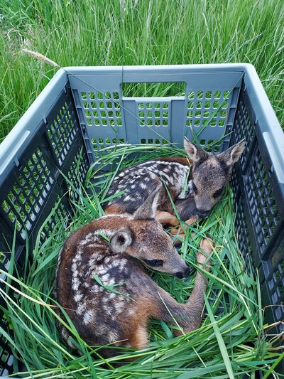 Rehkitzrettung der Bewilligungsstelle Osnarb&uuml;ck 2022