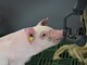 Erstmals hat die Landwirtschaftskammer Ferkel in die neue DigiSchwein-Ferkelaufzucht eingestallt. - © Jantje Ziegeler Erstmals hat die Landwirtschaftskammer Ferkel in die neue DigiSchwein-Ferkelaufzucht eingestallt.
