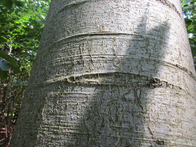 Die Astnarbe ist kaum noch als Bart erkennbar, sondern sie ist zu einer schmalen Lippe verheilt. - © Dieter Scholz Astnarbe