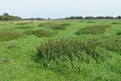 Brennnessel im Grünland - © Dr. Jürgen Fisahn Brennnessel im Grünland
