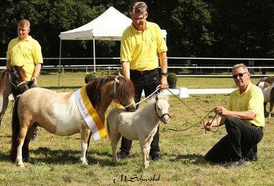 Shetland Pony unter 87 cm Siegerstutfohlen Amidala v. Weyhe - J. Stradtmann