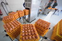 Legehennen-Hof von Marita und Jens Wemken in Wiefelstede (Kreis Ammerland).