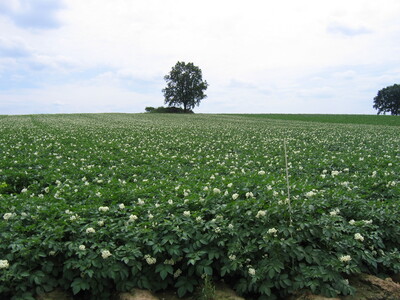 Kartoffelfeld - © Dr. Jürgen Grocholl /media/media/7D96F5E0-237D-EE83-FA5363F8E6E8F266.JPG