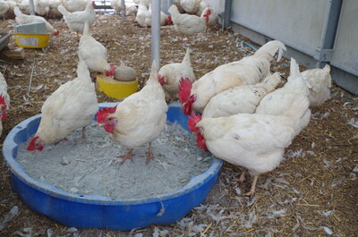 Nach siebzehn Tagen Haferfütterung ist der Höhepunkt der Mauser erreicht und die Federn fliegen - © Inga Garrelfs / Landesbetrieb Landwirtschaft Hessen Nach siebzehn Tagen Haferfütterung ist der Höhepunkt der Mauser erreicht und die Federn fliegen