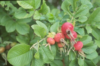Hagebutten der Kartoffelrose (Rosa rugosa)