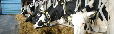 Am Futtertisch des LBZ - © Franziska Paul Mehrere Kühe fressen in einem Stall. Der Boden ist betoniert, das Dach ist aus Metall.