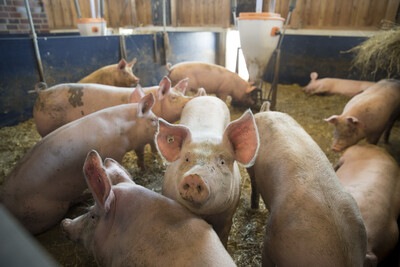 Schweine im Ökostall